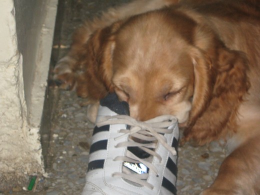 Bruno durmiendo los zapatos